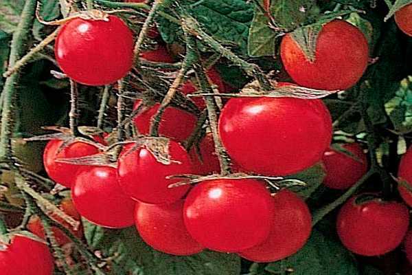 Tomate Gartenpele