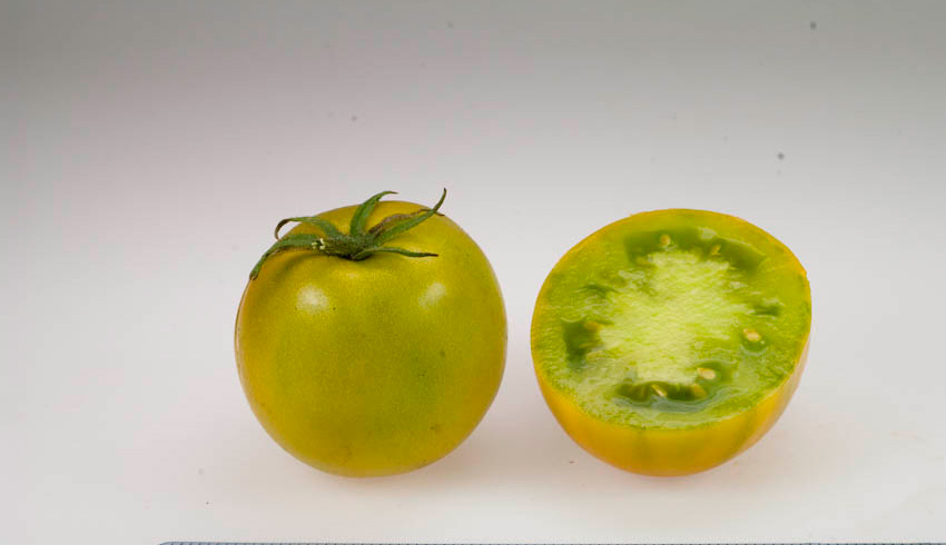 Tomate Lime Green Salad