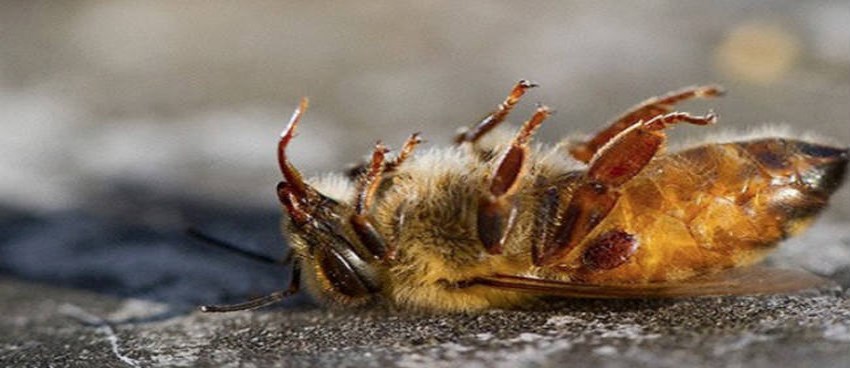 La muerte de abejas: Las graves consecuencias de su desaparición