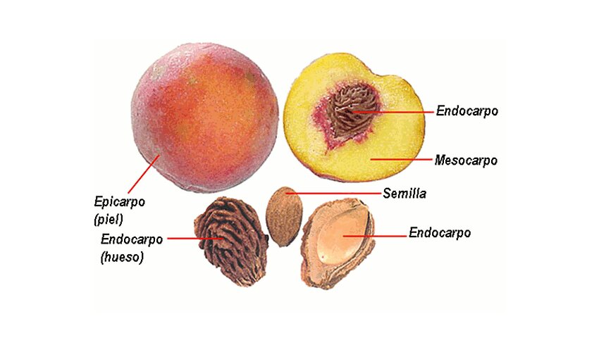 Partes de un melocotón Partes de un melocotón