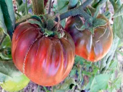 76 variedades de Tomates del mundo Tomate%20Gabacho%20Negro
