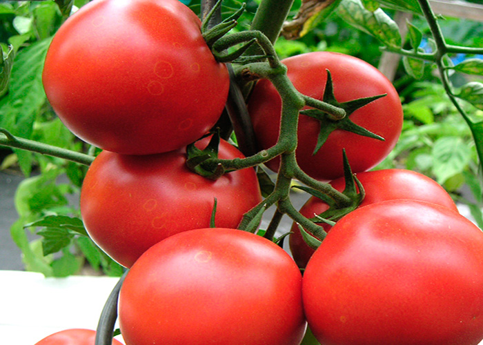 Tomate  Harzfeuer