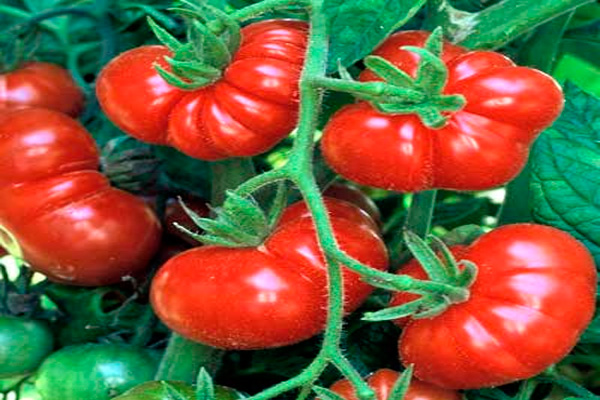 76 variedades de Tomates del mundo Tomate-Ceyl%C3%A1n