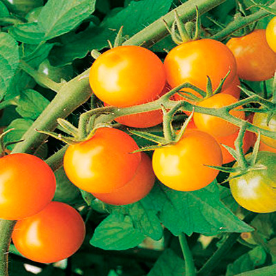 Tomate Cherry Naranja