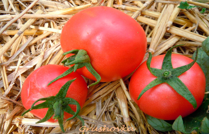Tomate Grushovka