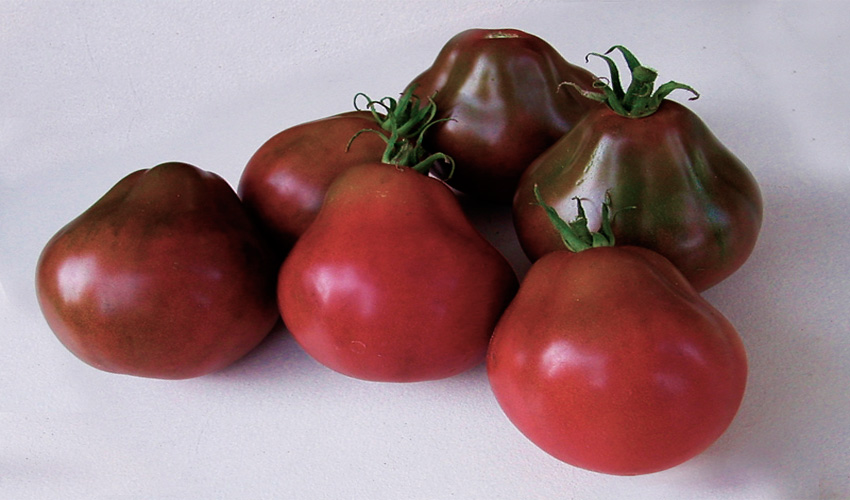 Tomate Japanesseblacktrifele