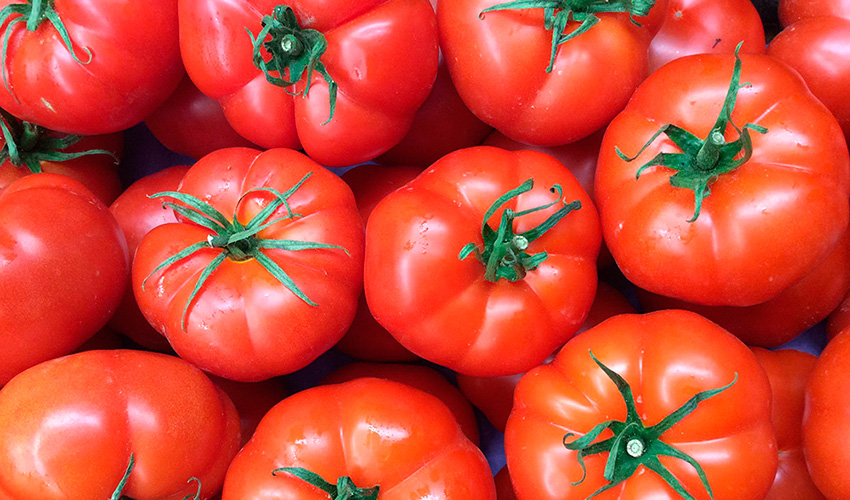 76 variedades de Tomates del mundo Tomate-Rebeli%C3%B3n