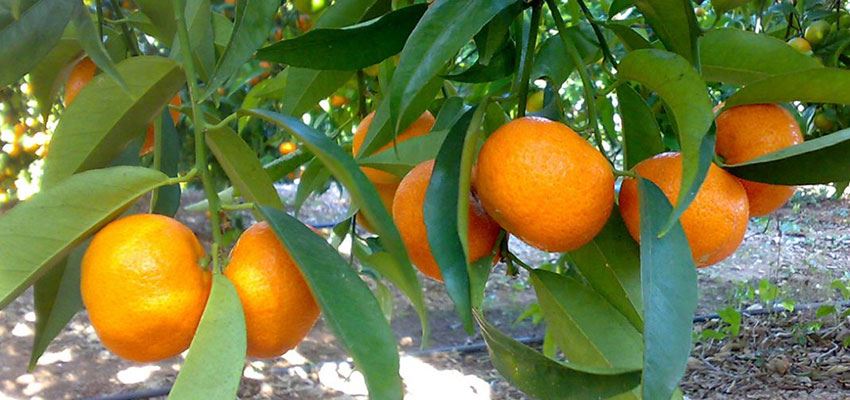 Aguado cítricos o “pixat”: ¿Cómo afecta a las naranjas?