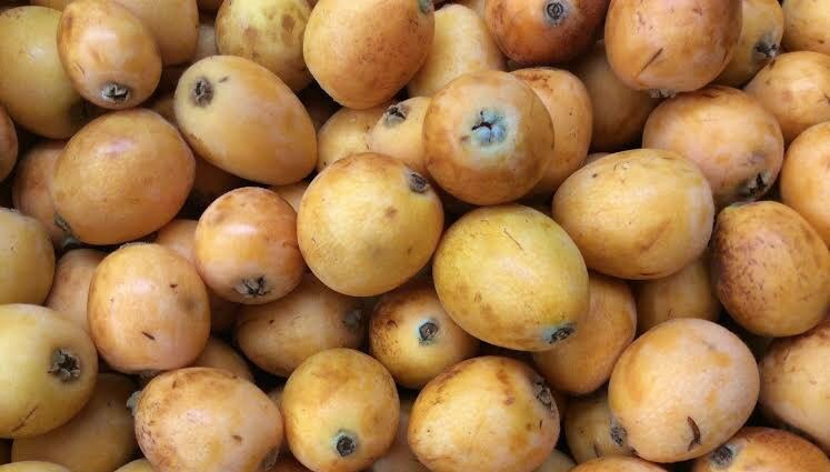 El origen del níspero. ¿Sabes quién introdujo el níspero en España? El origen del níspero. ¿Sabes quién introdujo el níspero en España?