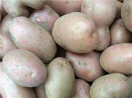 Comprar patatas rojas ecológicas directas del Agricultor | EcoSarga