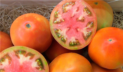 Comprar tomate ensalada ecológico directo del agricultor